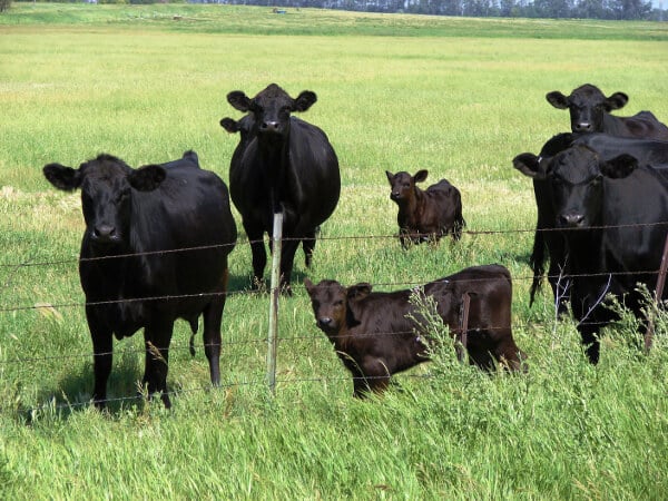 Fairfield Pasture Mix