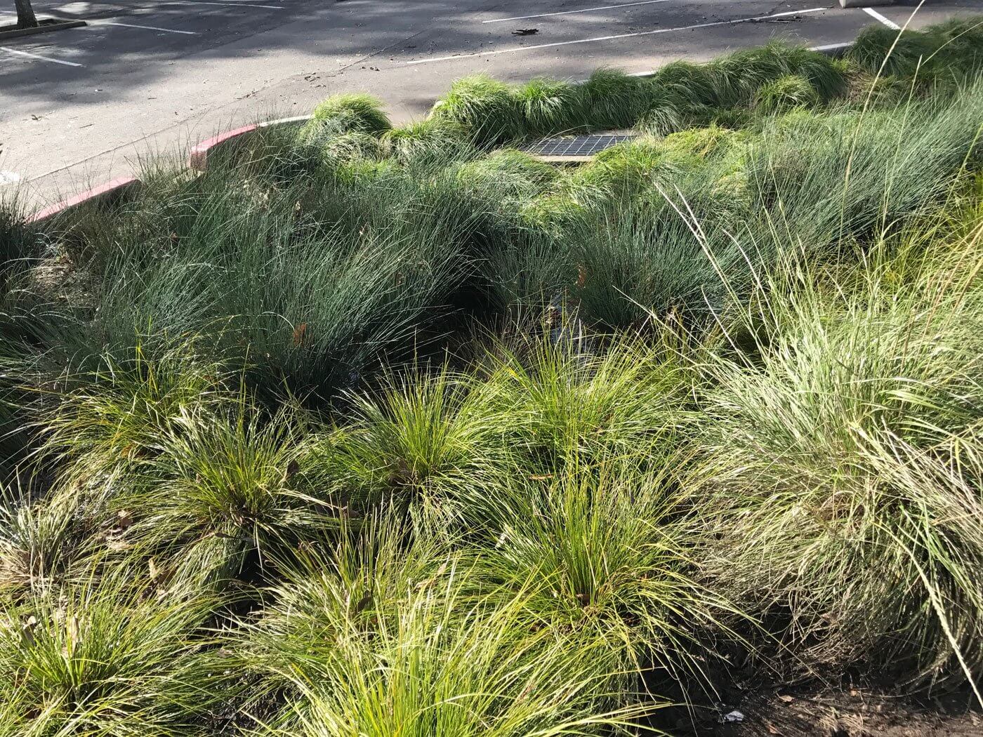 Native Ornamental Mix