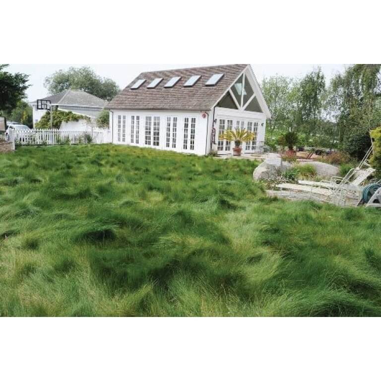 Ornamental Fescue Mix