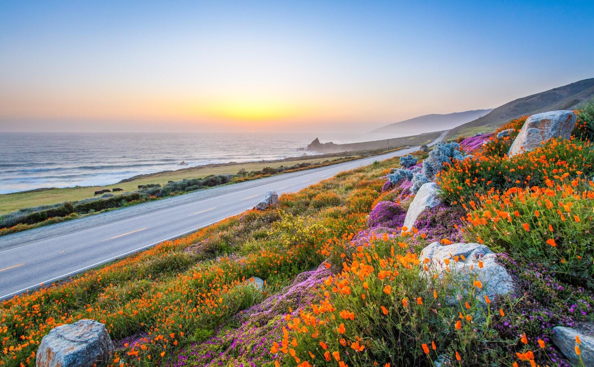 CA Coastal Native Wildflower Mix