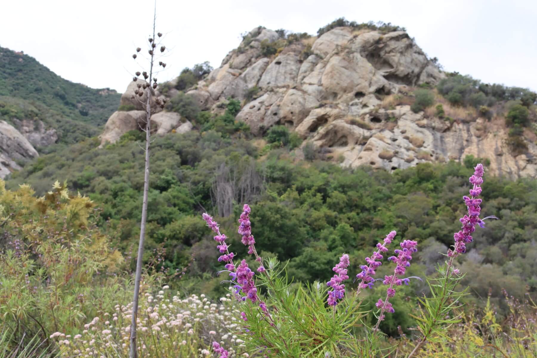 Chapparal Sage Scrub Mix