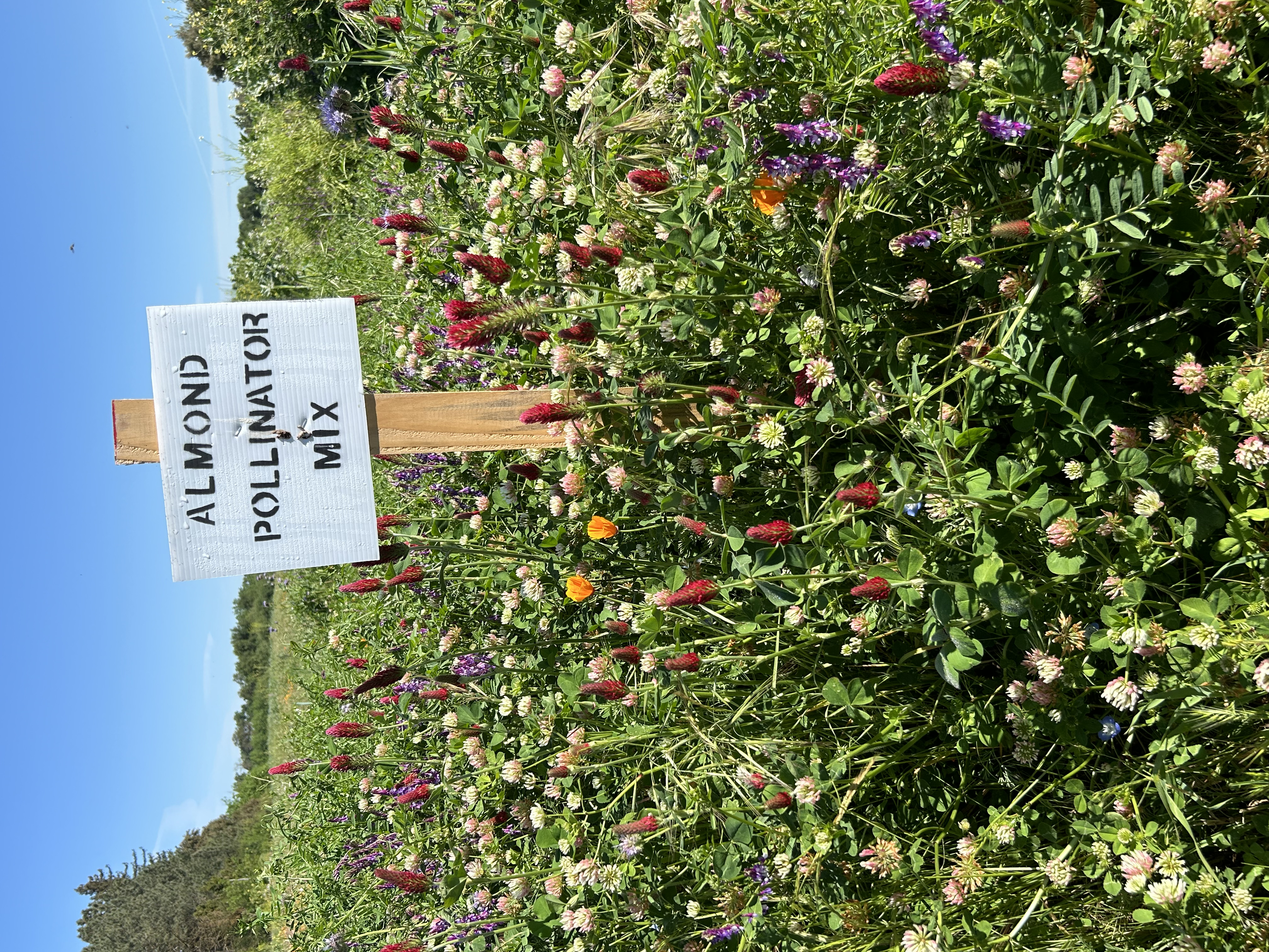 Insecta-Flora Mix
