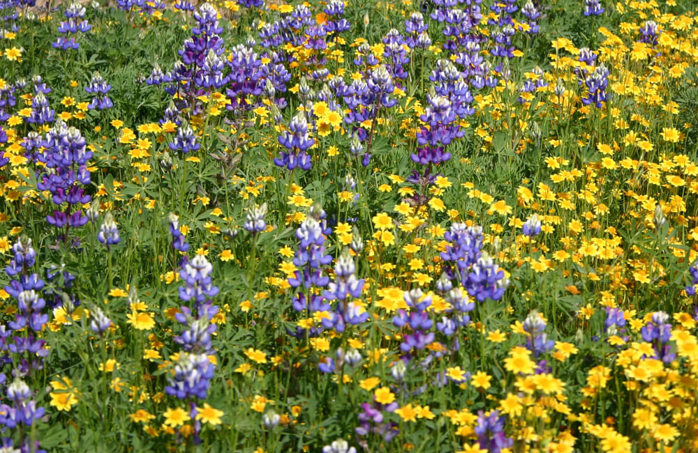 Ornamental Low Growing Native Mix