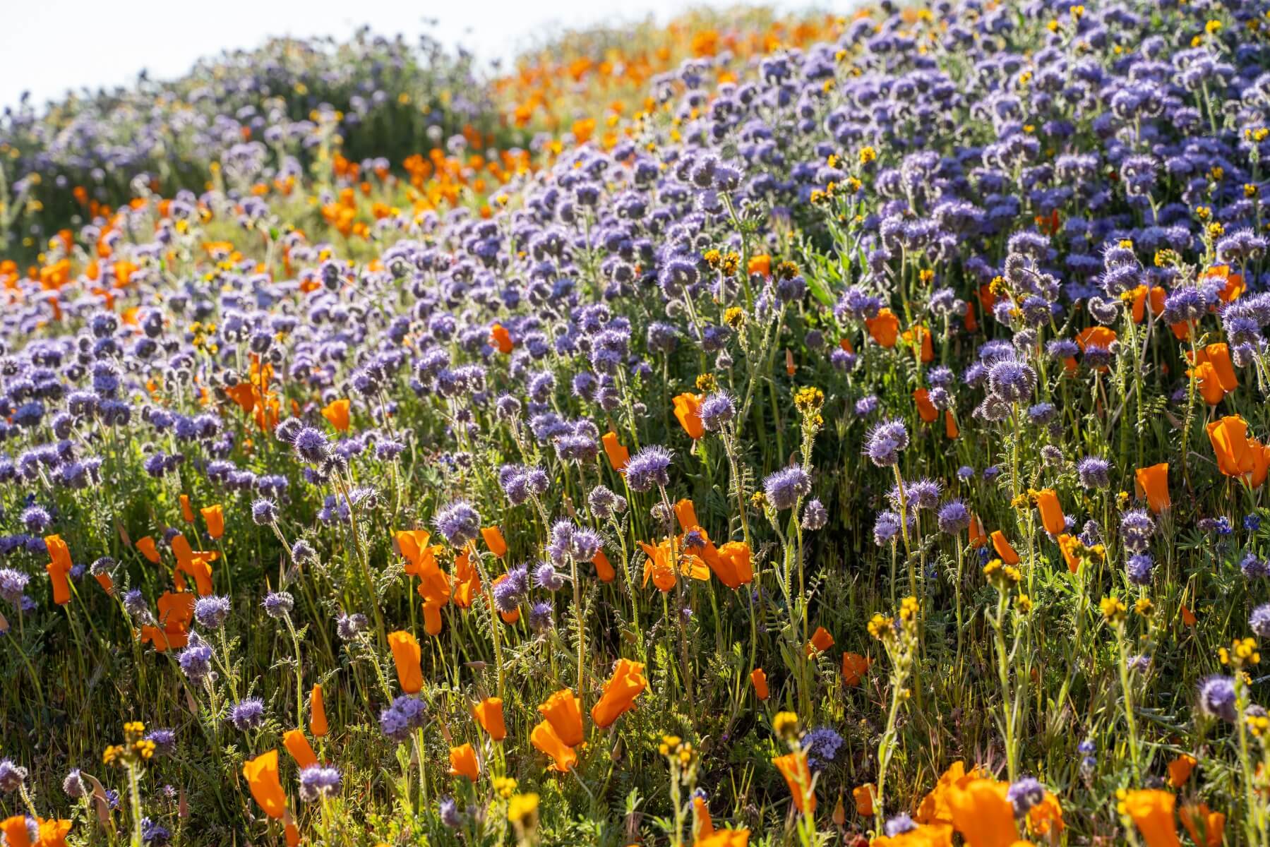 Xerces Southern CA Mix