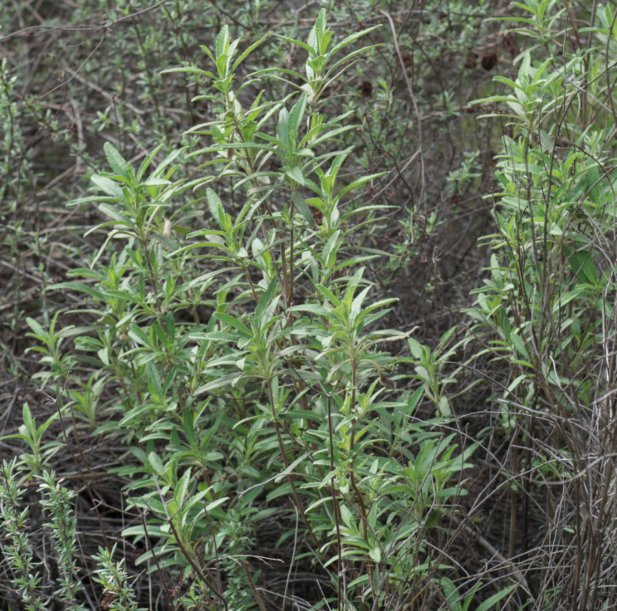 Black Sage