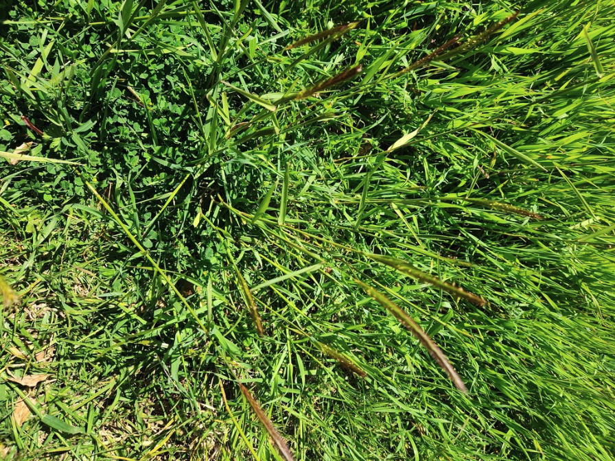 California Barley