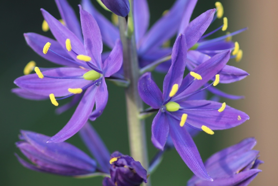 Camas