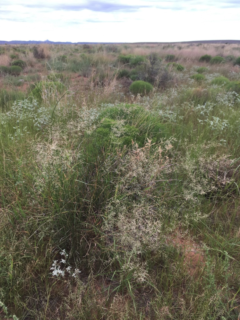 Coshise lovegrass
