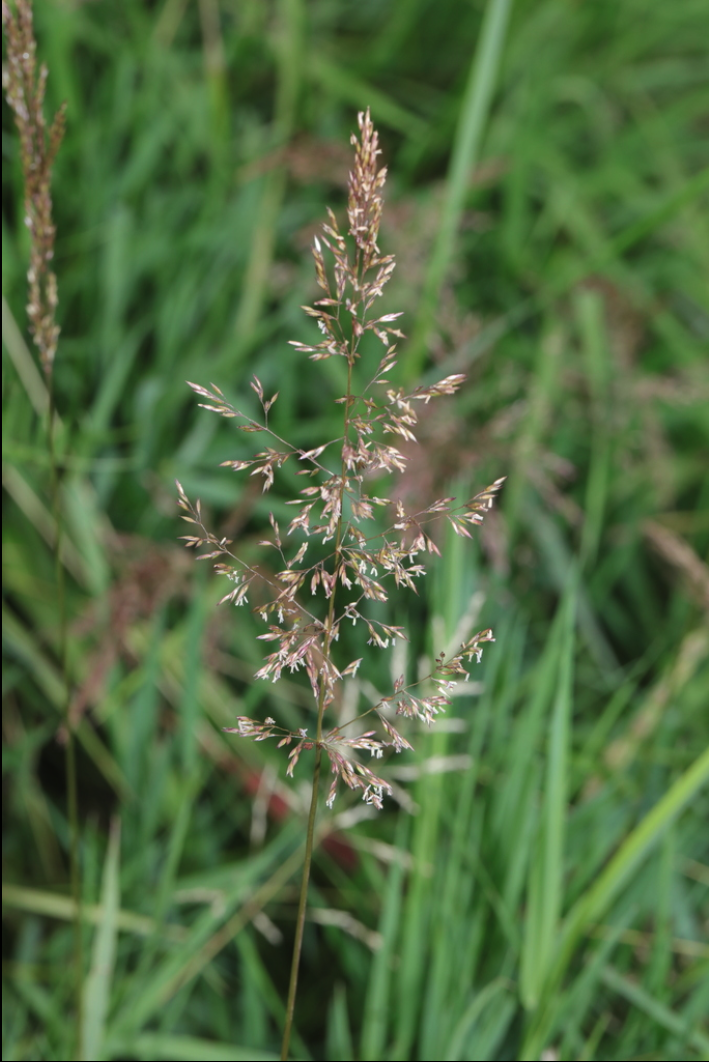 Creeping bentgrass