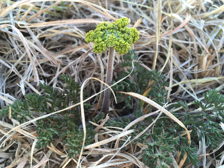 Desert biscuitroot