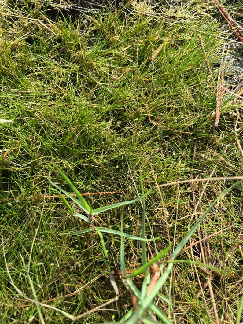 Dwarf spikerush