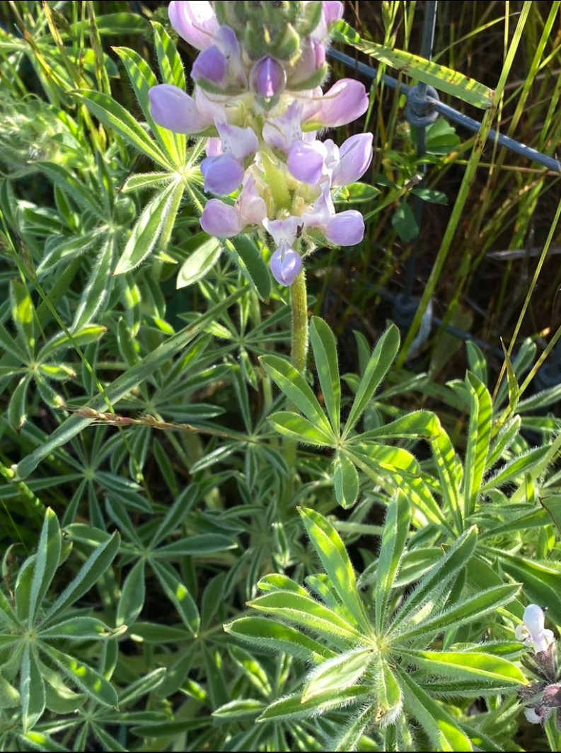 Ed Gedlings Lupine