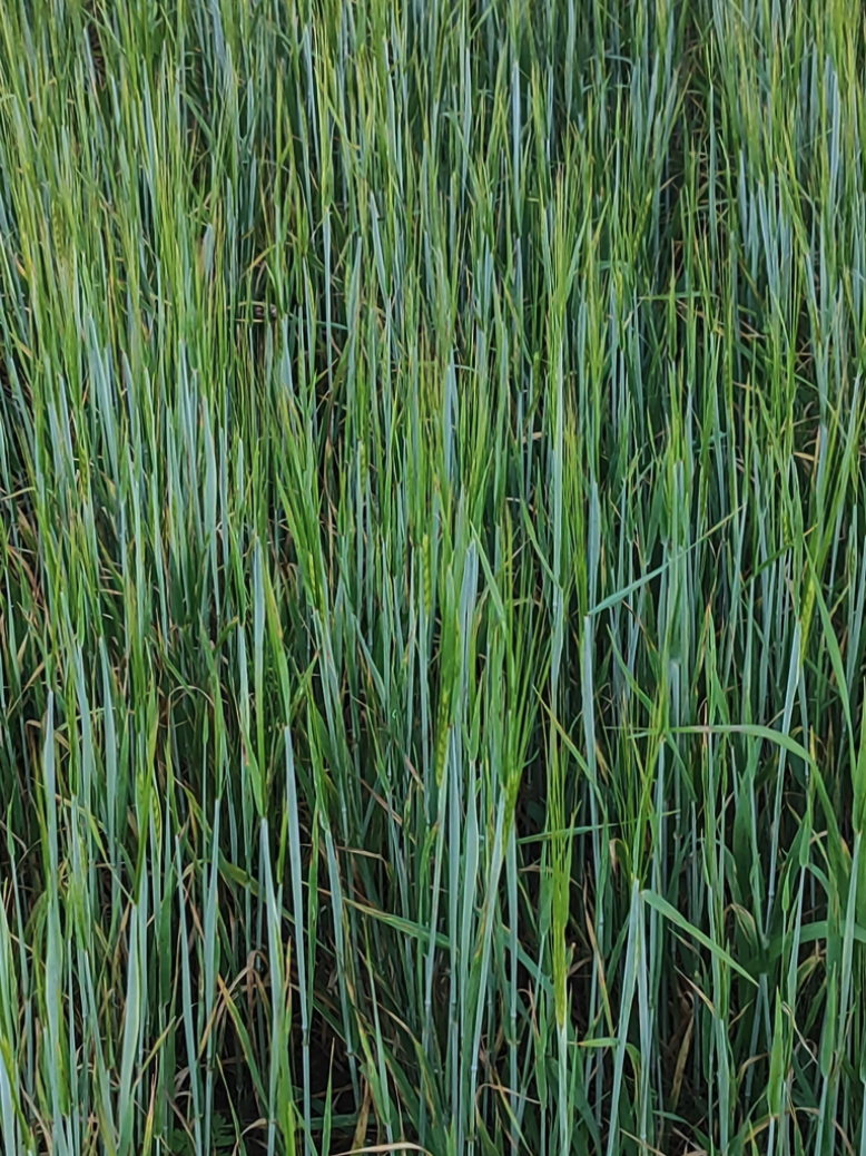 Forage Barley