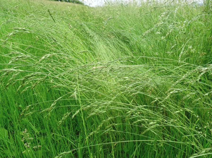 Meadow brome