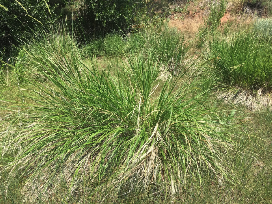 Basin wildrye
