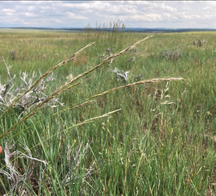 Green needlegrass