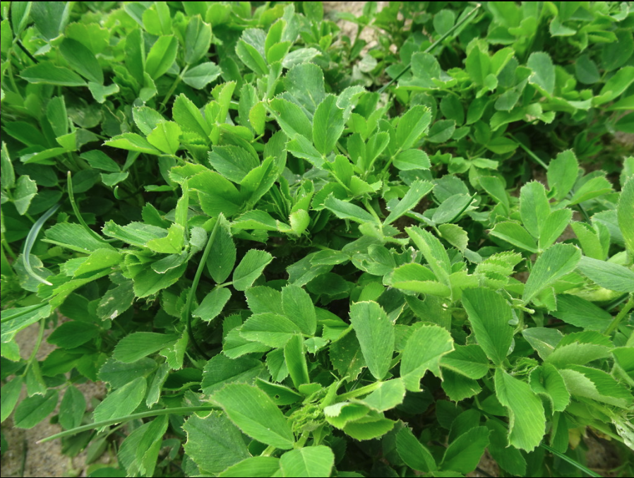 Slingshot Alfalfa