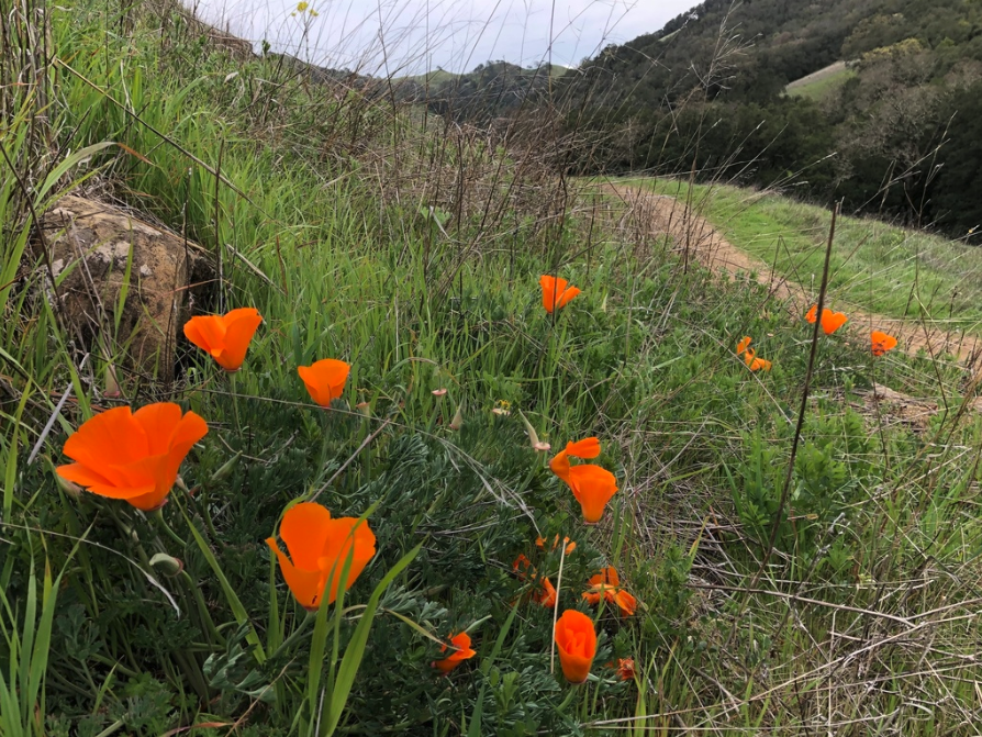 California poppy