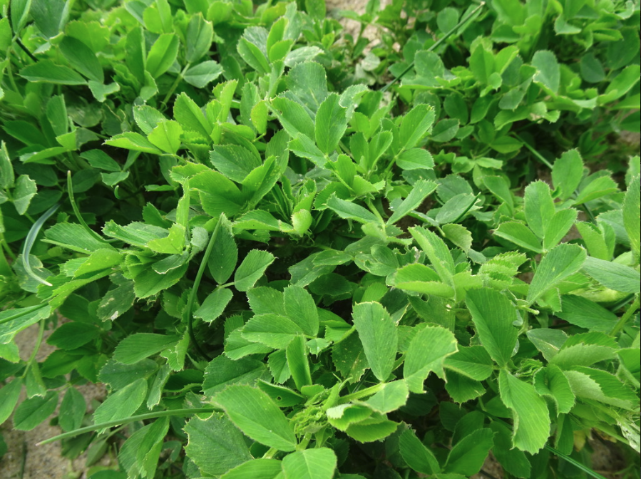 Octane Alfalfa