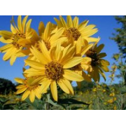 Sunflower, Sawtooth