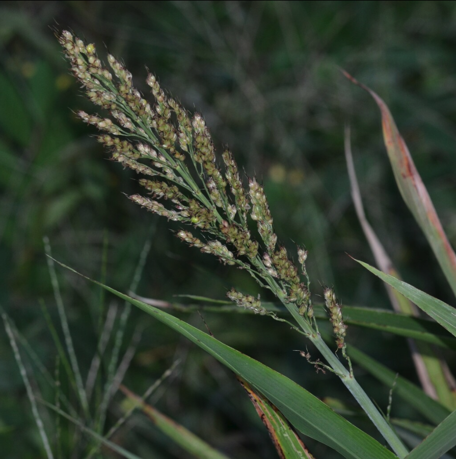 AS258 Grain Sorghum