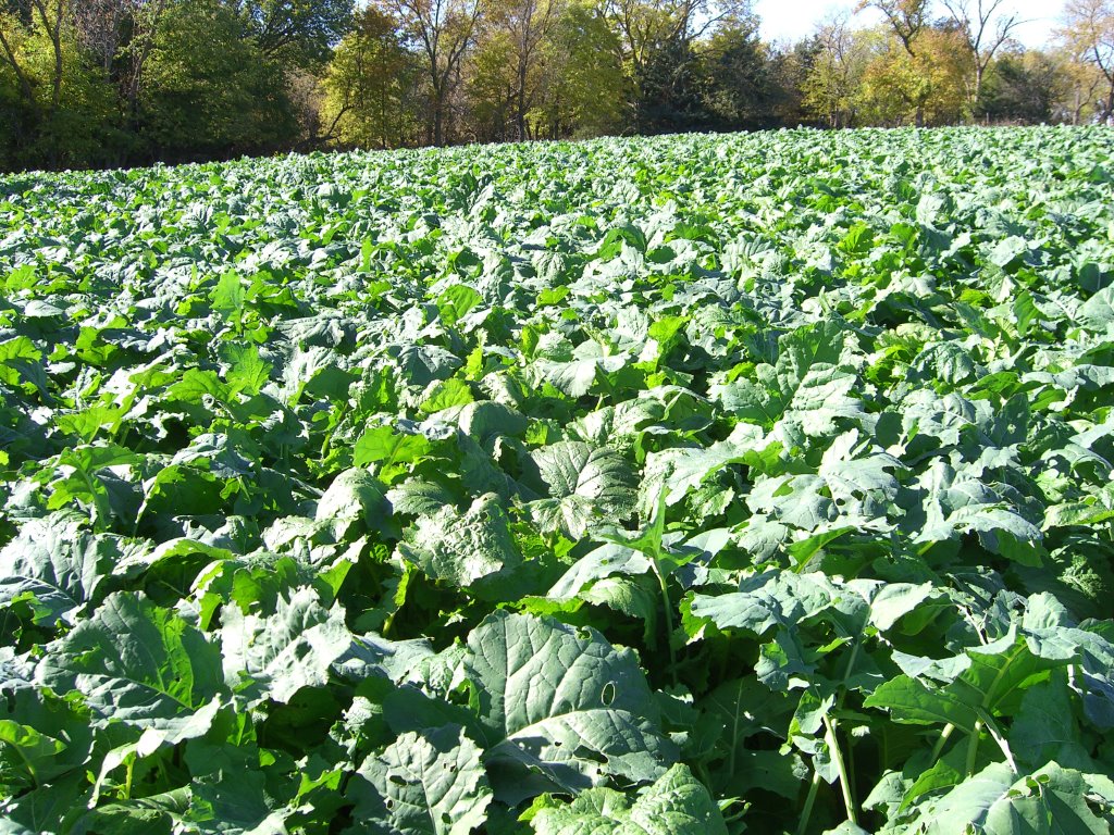 Brassica Plus