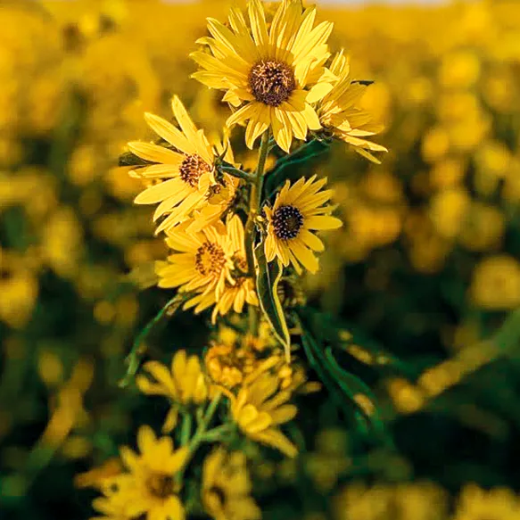 Maximilian sunflower