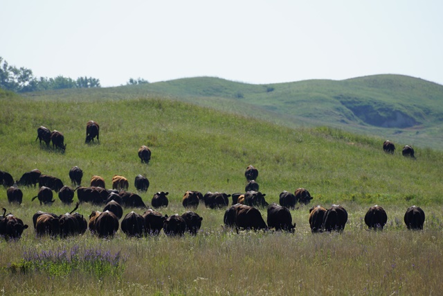 Sandhills Prairie Mix