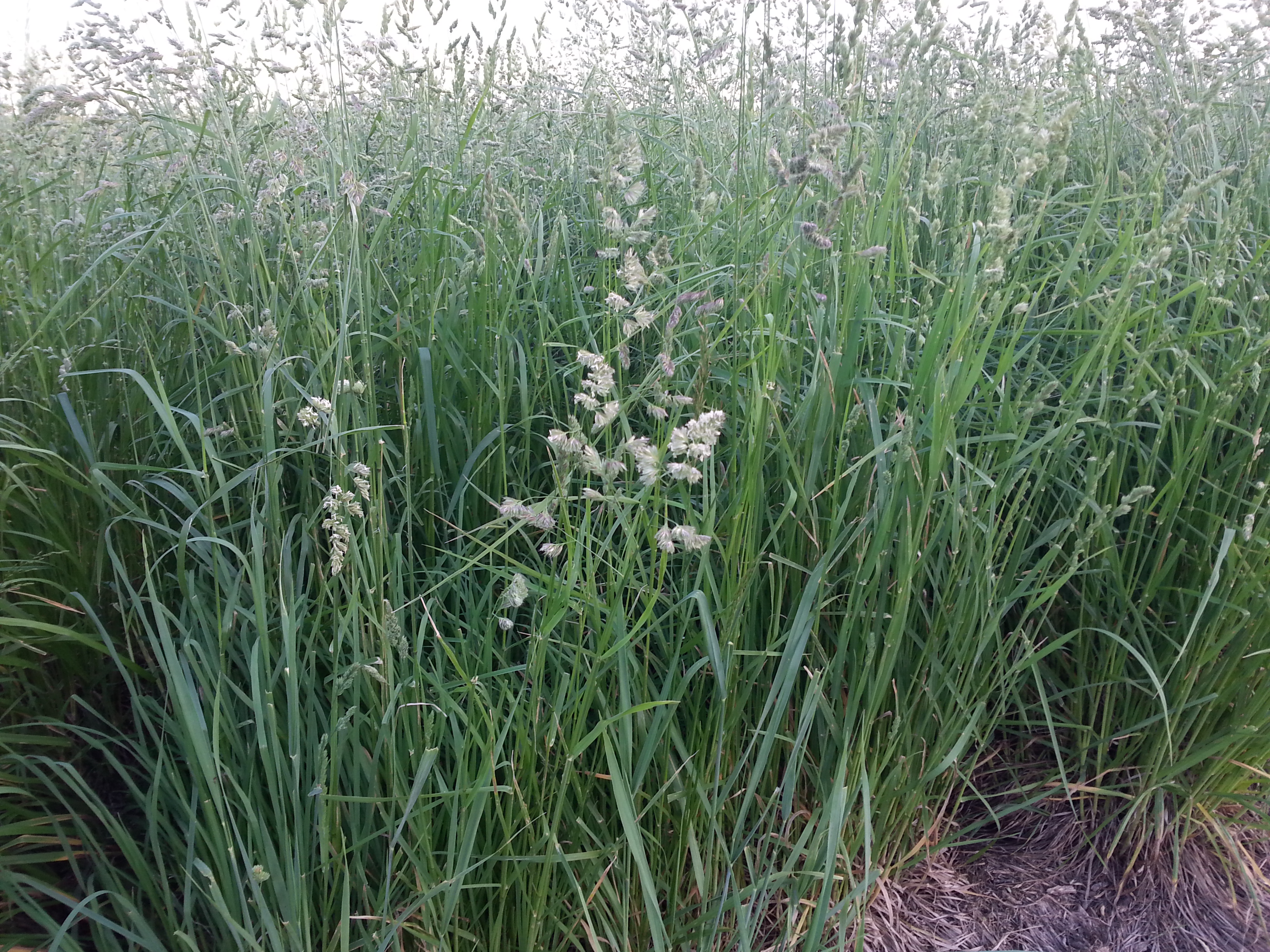 Upland Pasture Mix