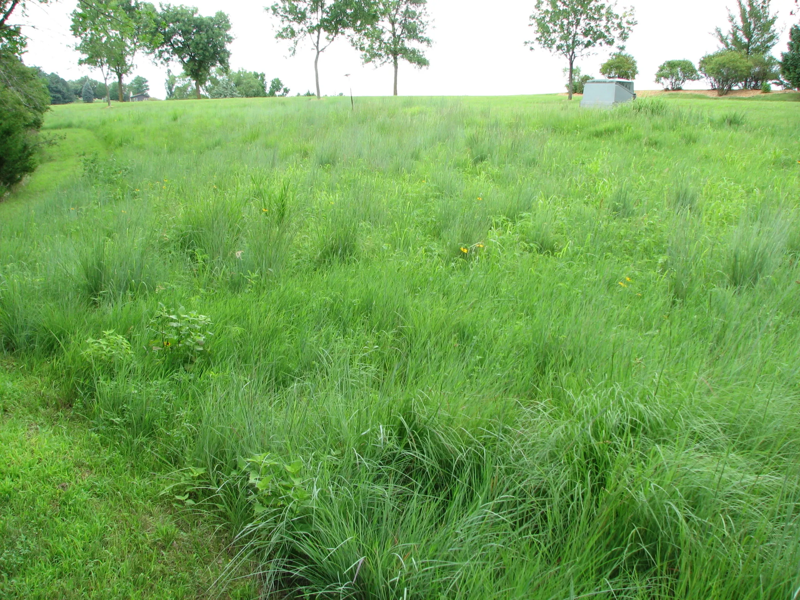 Shortgrass Prairie Mix