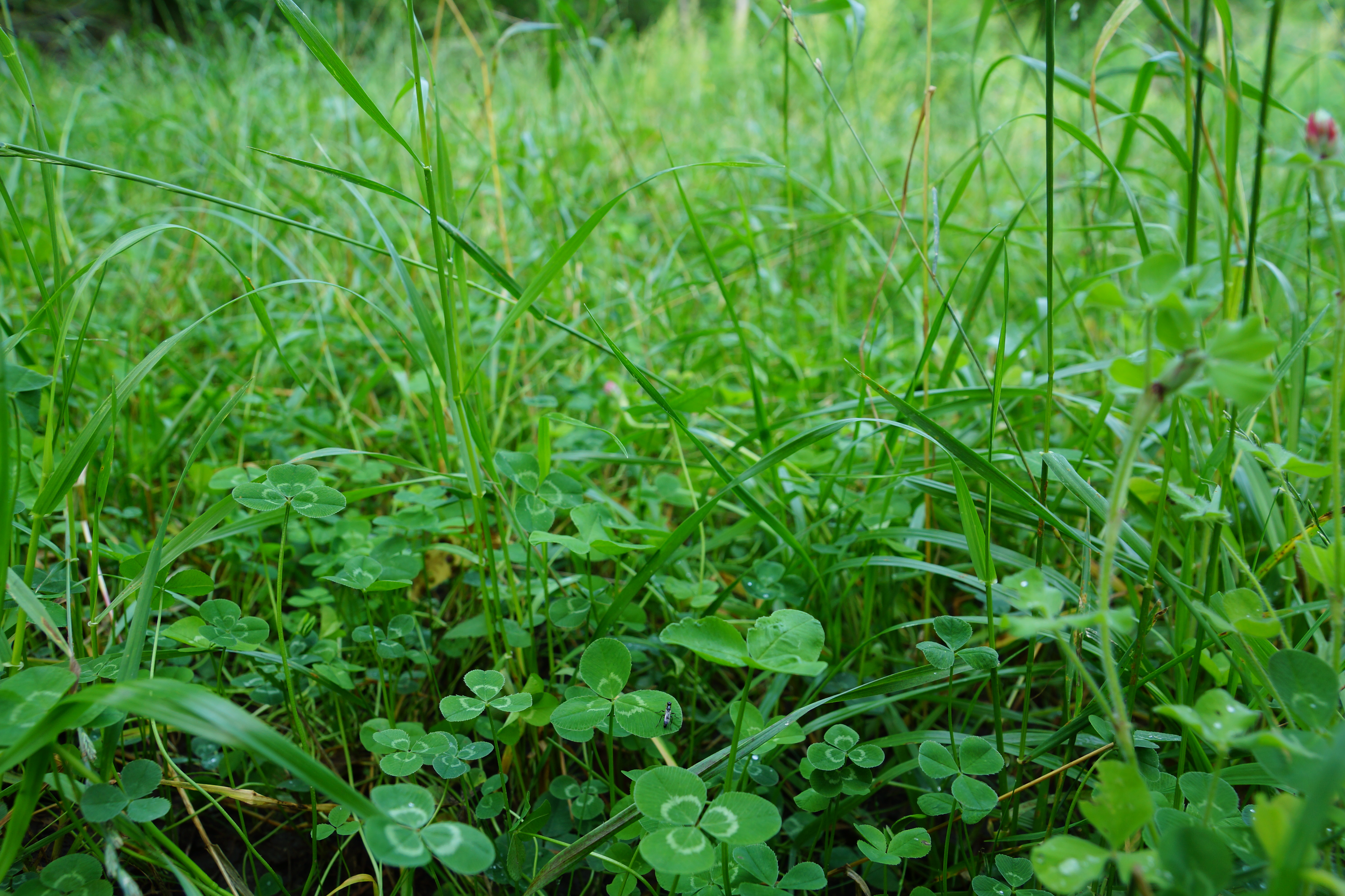 Shade Mix Food Plot