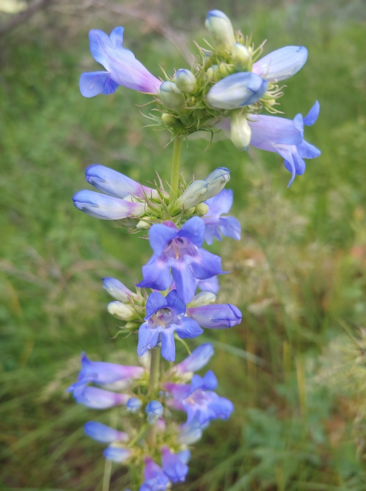 Wasatch penstemon
