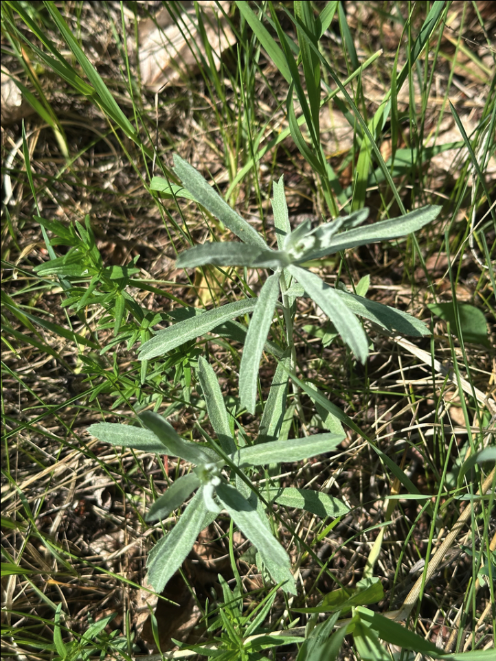 White sagebrush