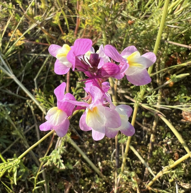 Baby snapdragon