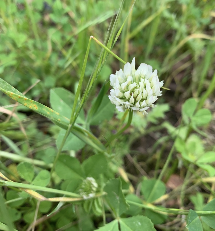 Balansa clover