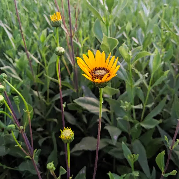 Sunflower, Stiff