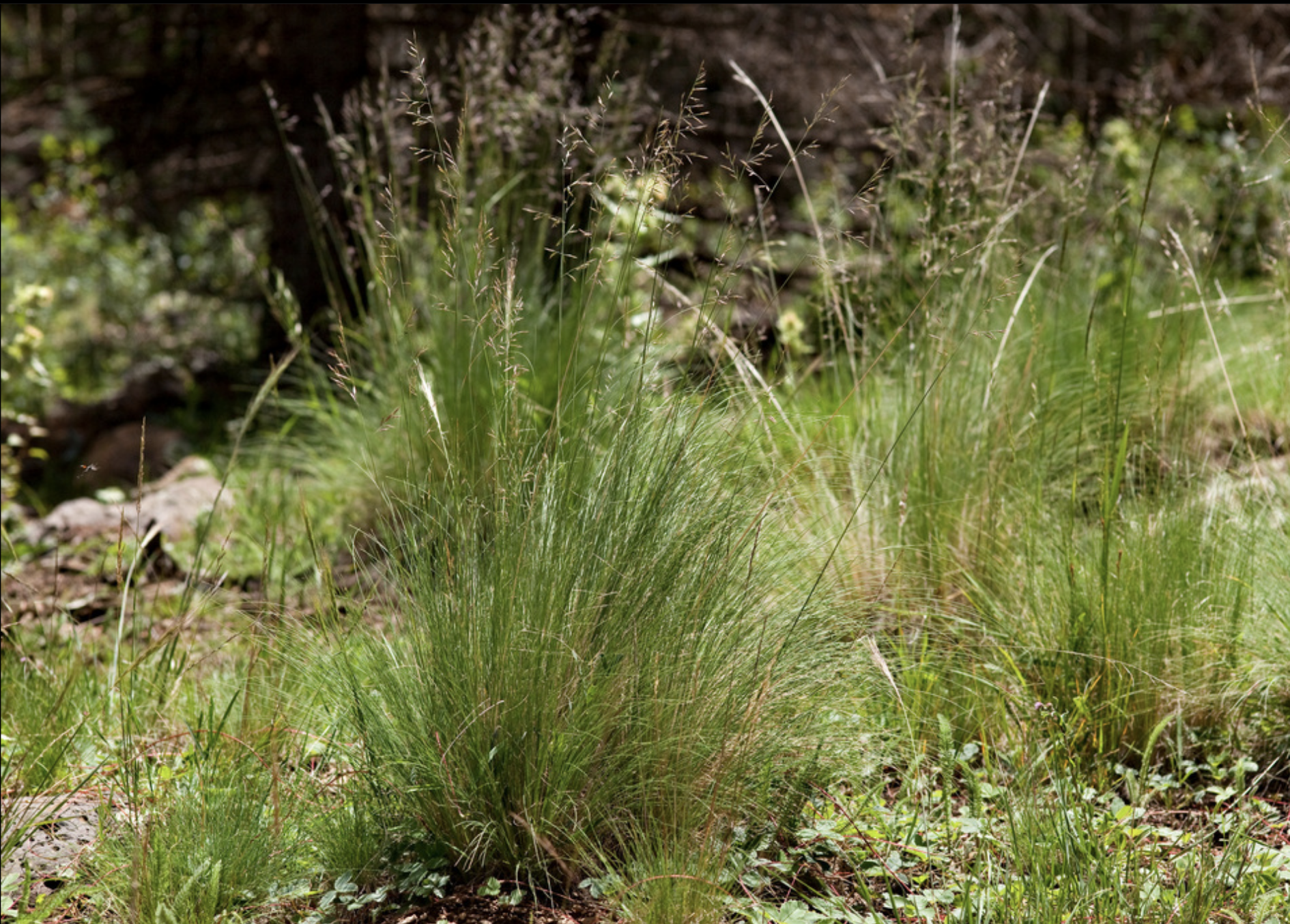 Arizona fescue
