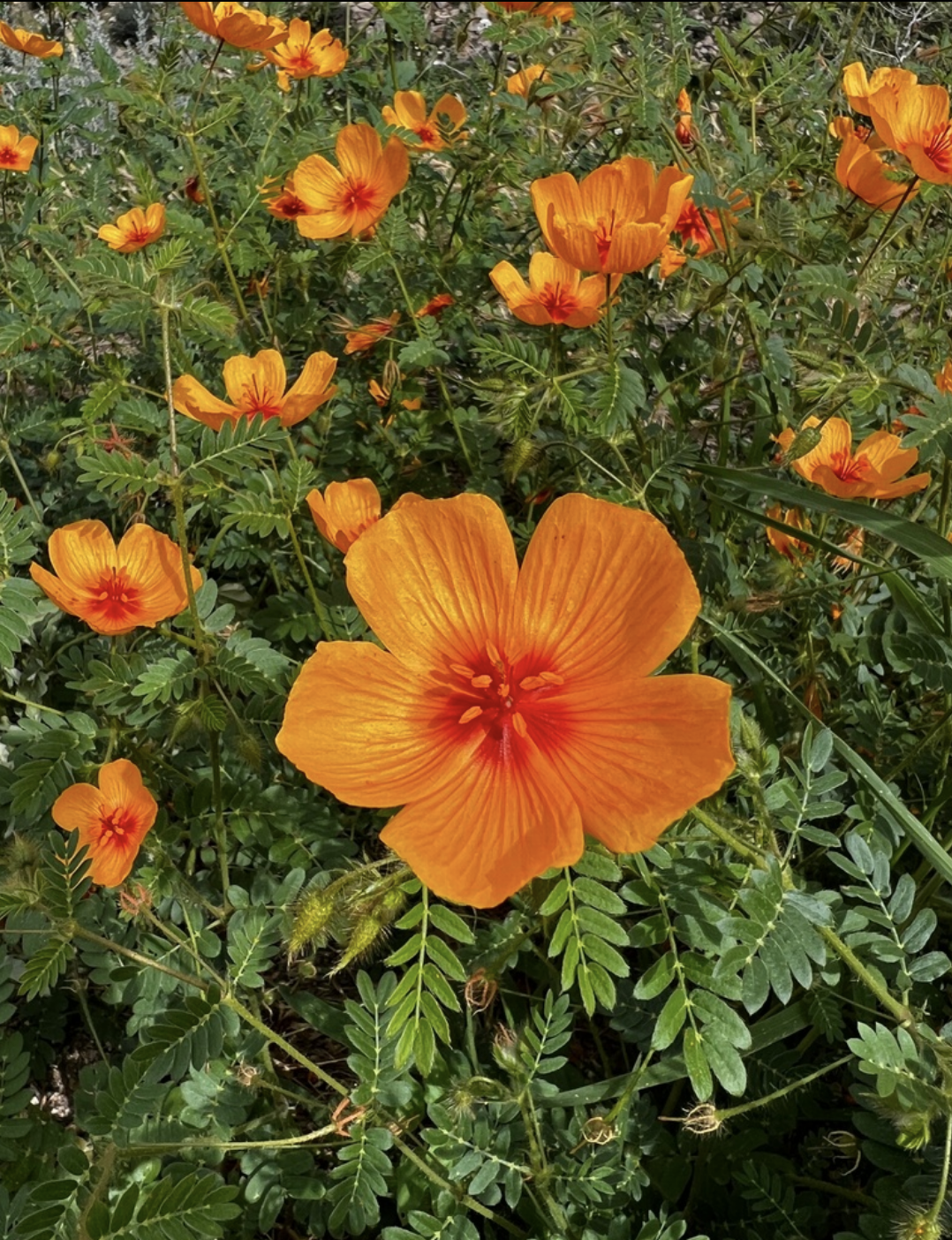 Arizona poppy