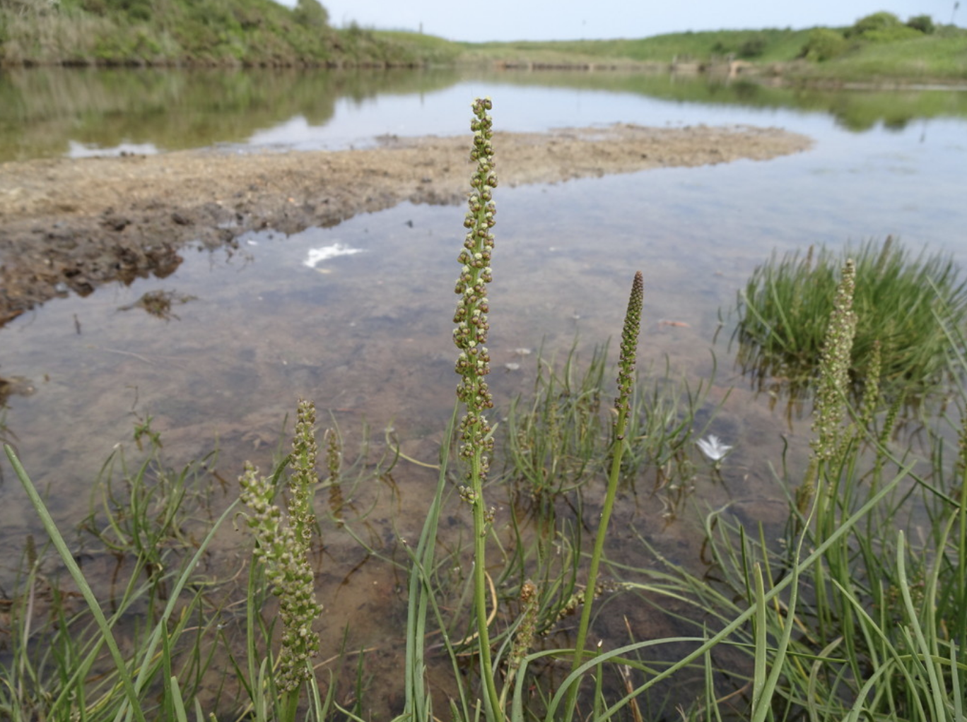 Arrowgrass