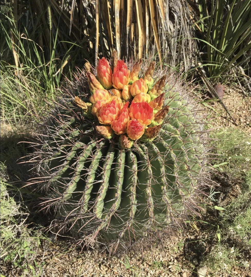 Barrel cactus