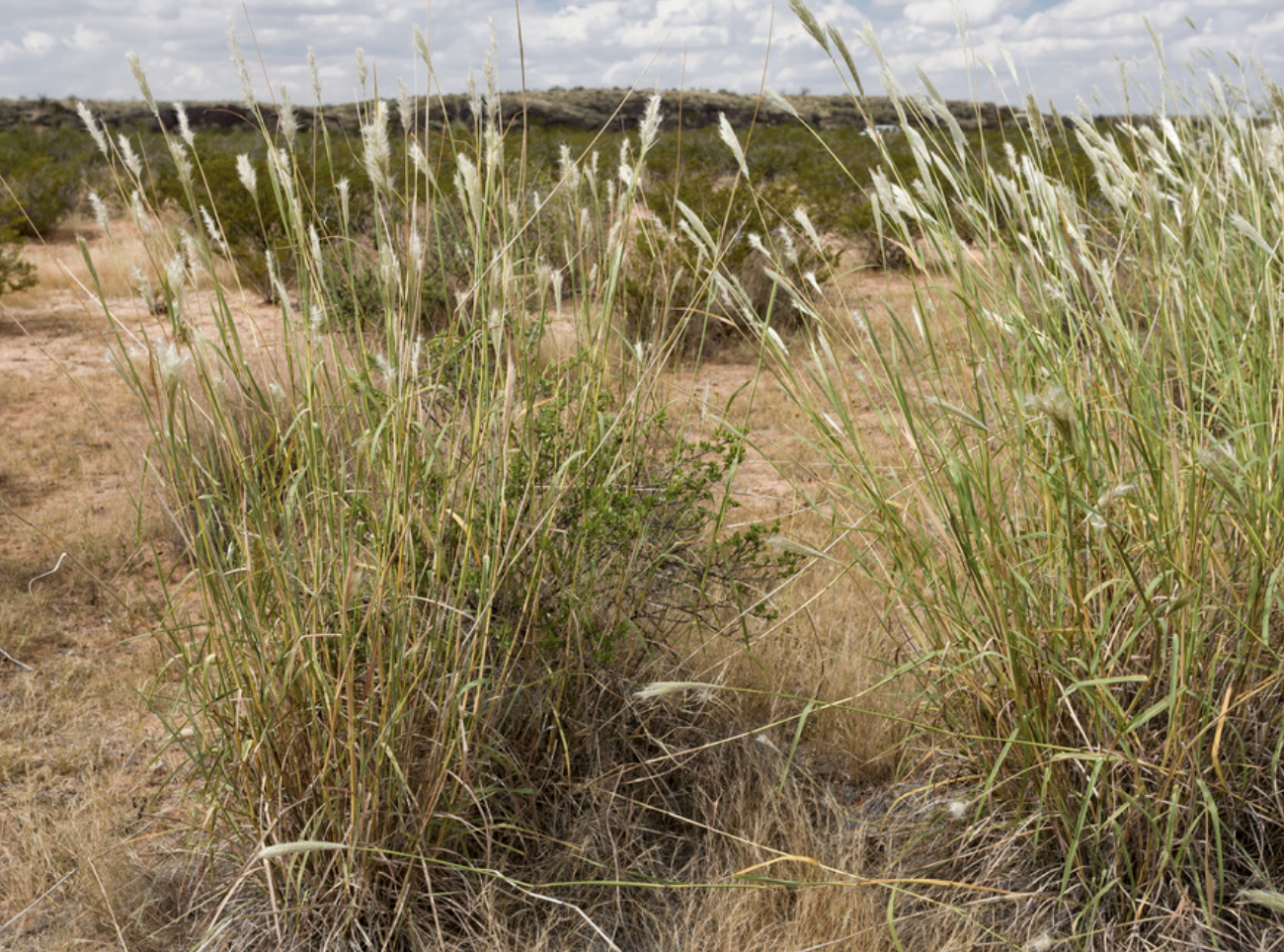 Cane bluestem