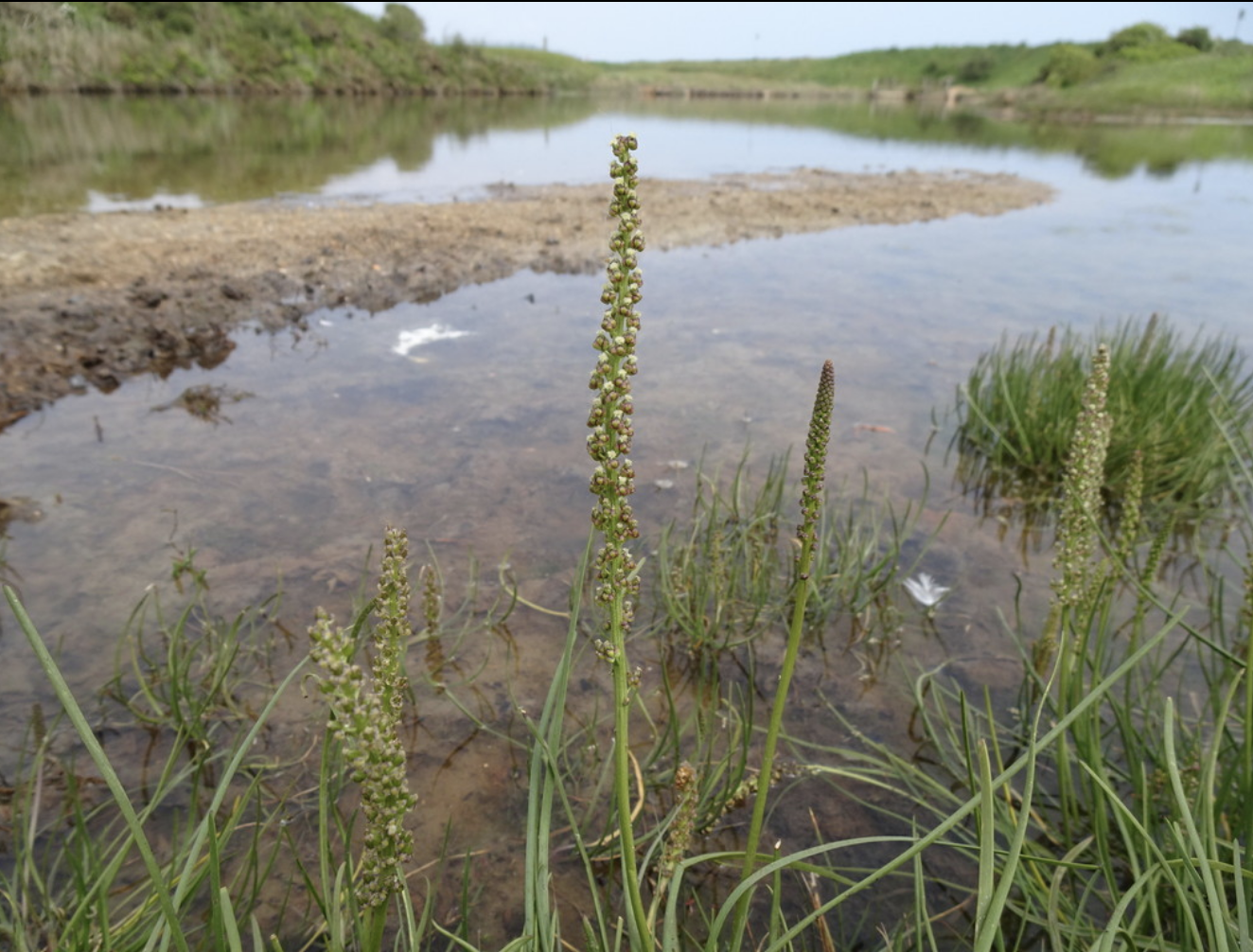 Arrowgrass