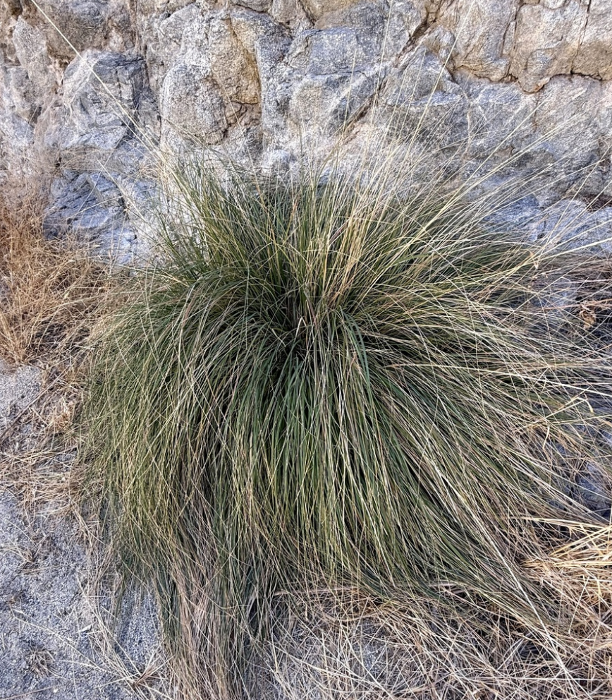 Deergrass