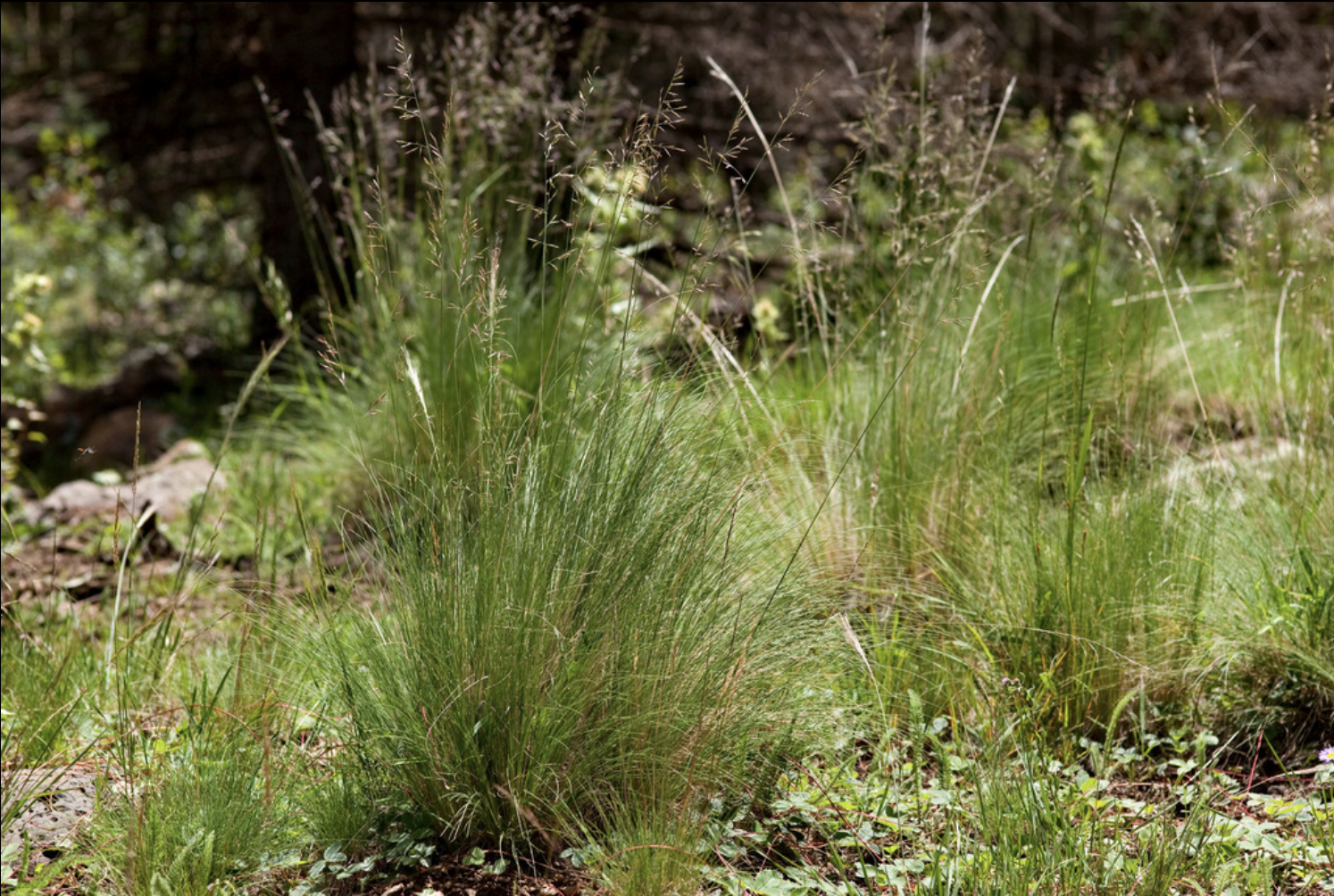 Arizona fescue