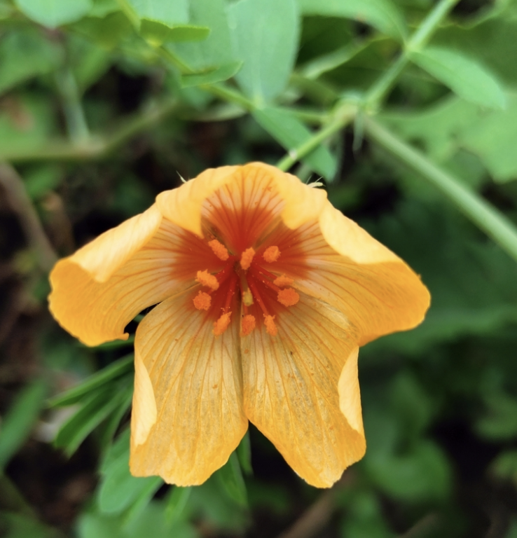 Arizona poppy