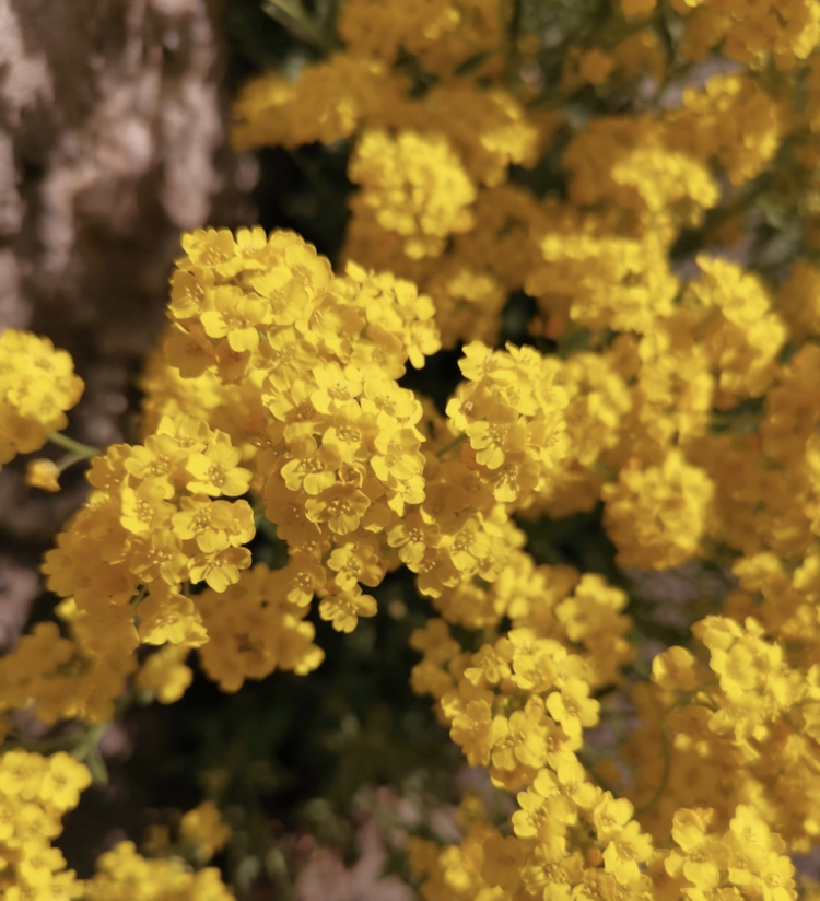 Basket of gold