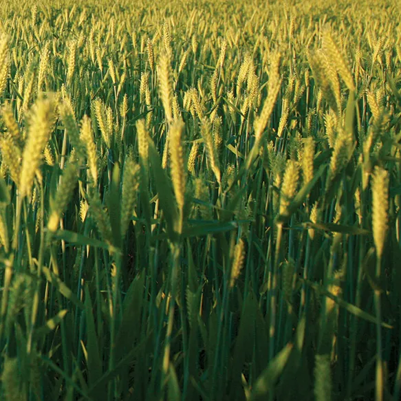Spring Barley