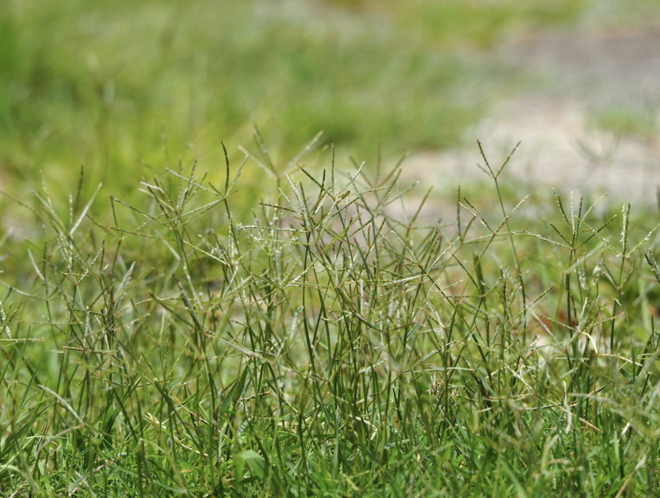 Bermudagrass