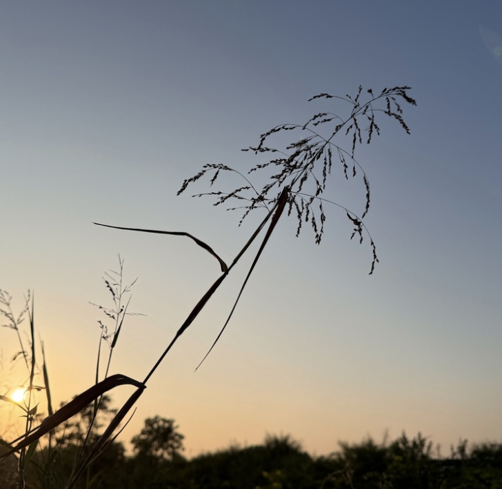 Blue panicgrass