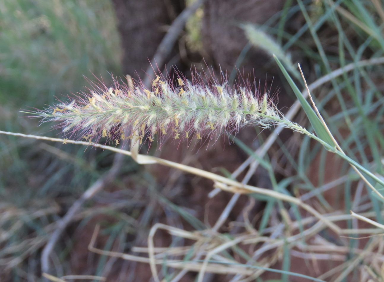 Buffelgrass